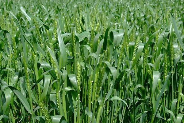 豫农926小麦品种的特性，适宜播种期10月上中旬