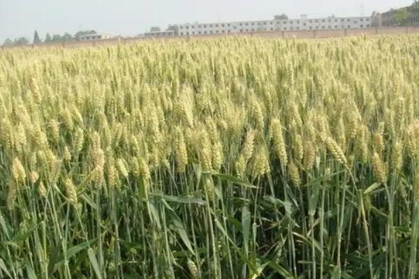 轮选150小麦品种简介，每亩适宜基本苗16～19万