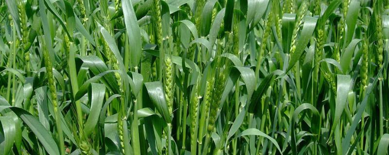 豫农1616小麦种子介绍，半冬性品种