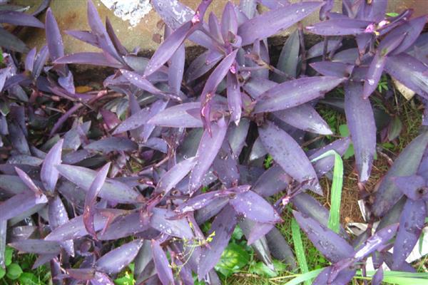 紫鸭跖草长粗的方式,首先要确保充足的光照