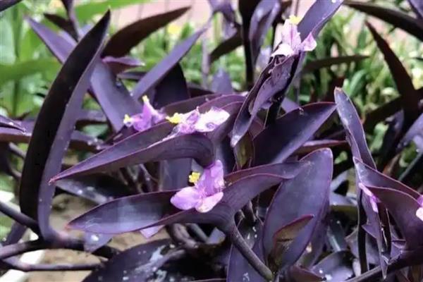 紫鸭跖草长粗的方式,首先要确保充足的光照