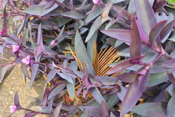 紫鸭跖草长粗的方式,首先要确保充足的光照