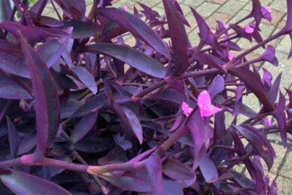 紫鸭跖草长粗的方式,首先要确保充足的光照