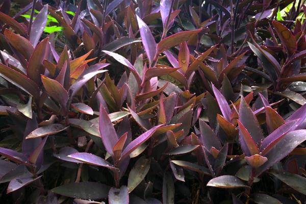 紫鸭跖草长粗的方式,首先要确保充足的光照