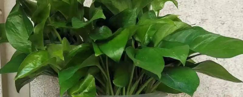 净化空气的室内盆栽有哪些，推荐绿萝、虎皮兰等