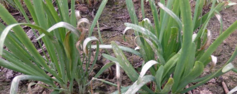 大棚韭菜灰霉病的发病症状，分为白点型和干尖型