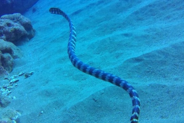 海蛇有毒吗，海蛇是有毒的