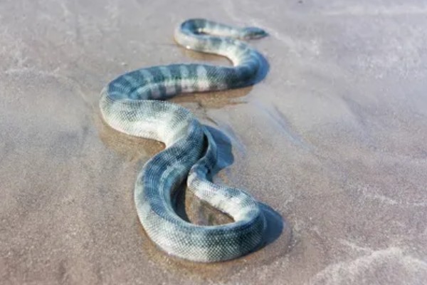 海蛇有毒吗，海蛇是有毒的
