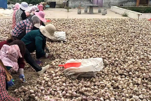 大蒜怎么储存,将大蒜和食盐一同放入布袋中密封