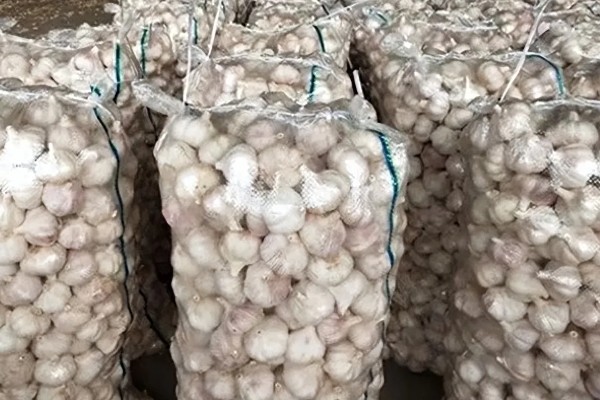 大蒜怎么储存,将大蒜和食盐一同放入布袋中密封