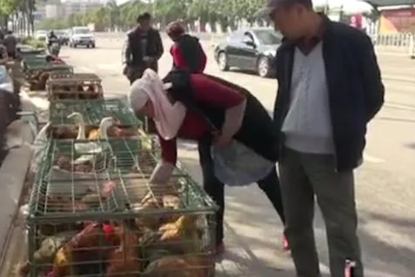 卖鸡的利润，主要赚取的是中间差价