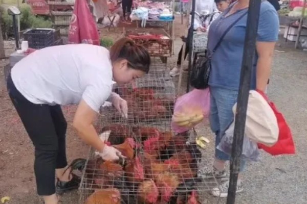 卖鸡的利润，主要赚取的是中间差价