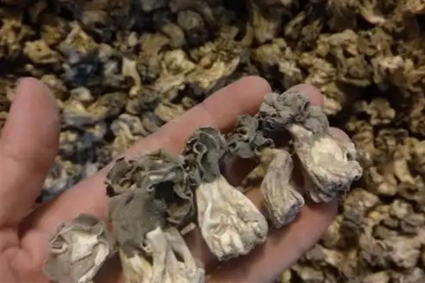 巴楚蘑菇为什么这么贵，因为人工暂时培育不出来