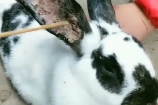 怎么正确的给兔子清洁耳朵，需要先让兔子放松情绪