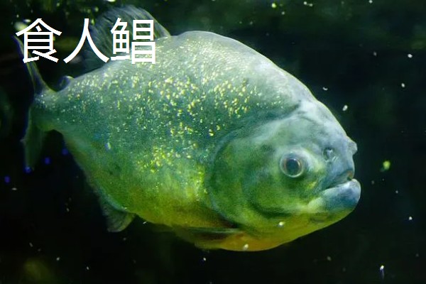 红食人鲳好不好养，饲养起来比较简单
