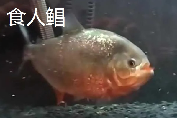 红食人鲳好不好养，饲养起来比较简单