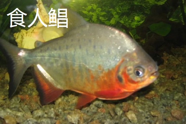 红食人鲳好不好养，饲养起来比较简单