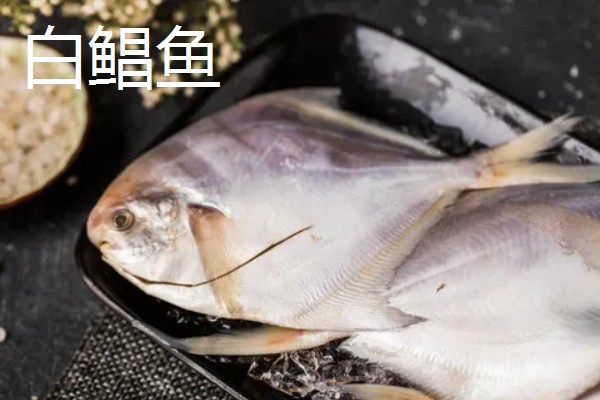 红食人鲳好不好养，饲养起来比较简单