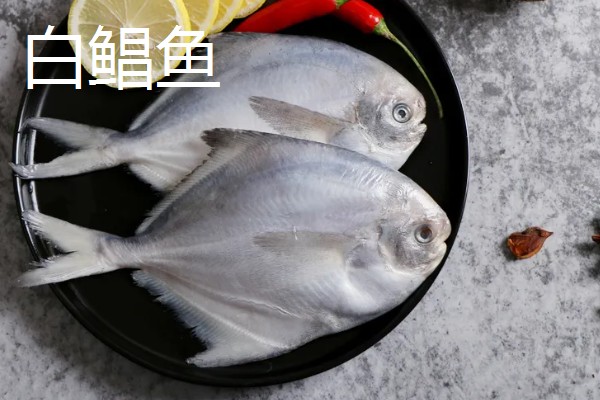 红食人鲳好不好养，饲养起来比较简单
