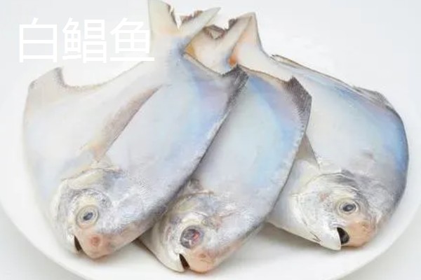 红食人鲳好不好养，饲养起来比较简单