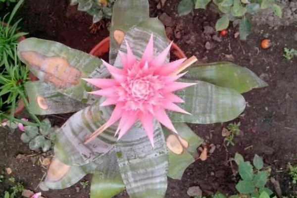 美叶光萼荷如何催花，放在阳光充足且通风的阳台养护