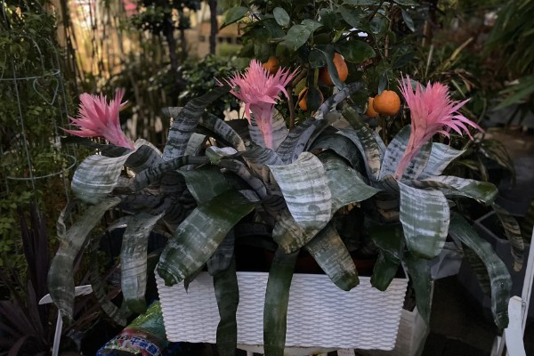 美叶光萼荷如何催花，放在阳光充足且通风的阳台养护