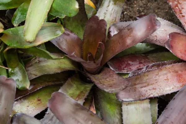 美叶光萼荷如何催花，放在阳光充足且通风的阳台养护