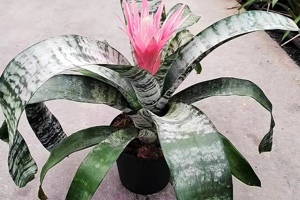 美叶光萼荷如何催花，放在阳光充足且通风的阳台养护