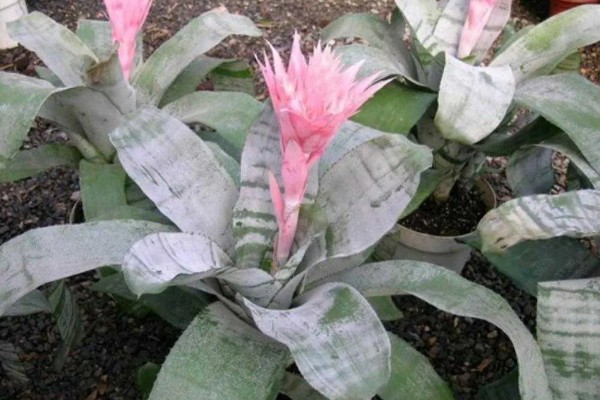 美叶光萼荷如何催花，放在阳光充足且通风的阳台养护