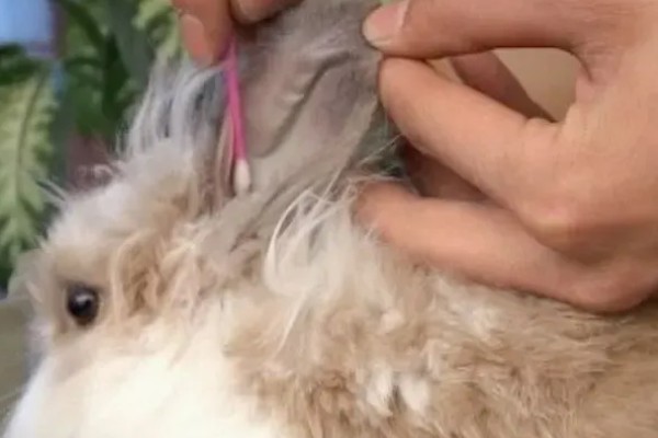 怎么正确的给兔子清洁耳朵，需要先让兔子放松情绪