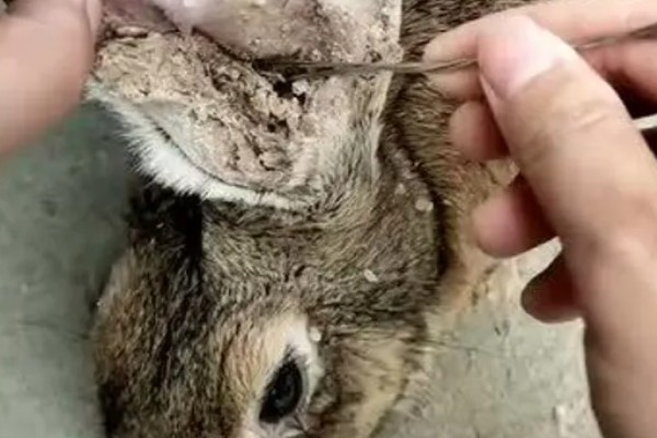 怎么正确的给兔子清洁耳朵，需要先让兔子放松情绪