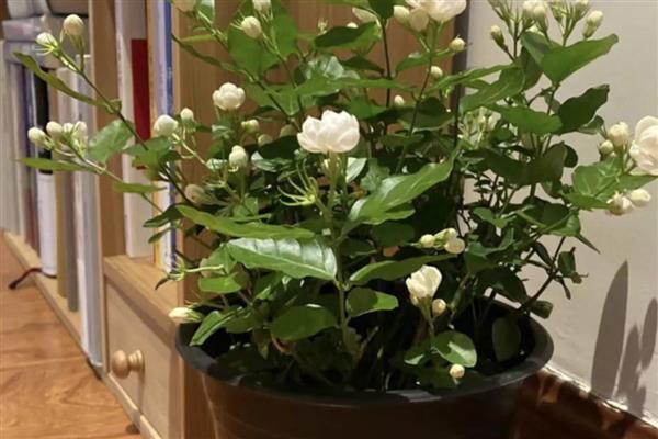 冬天能给花卉换盆吗，尽可能不给花卉换盆