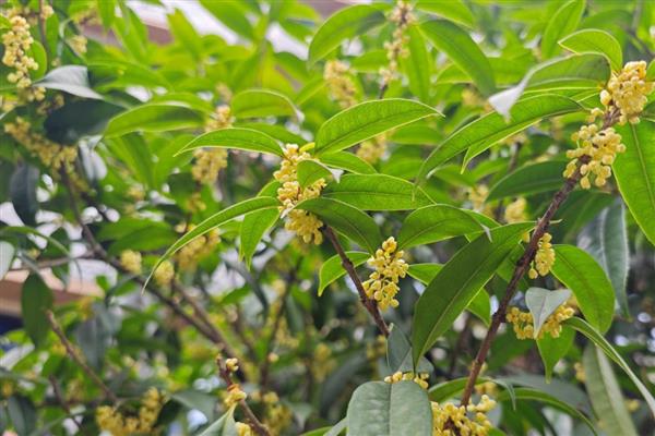 桂花树冒出小芽不长了的原因,可能是缺乏氮肥