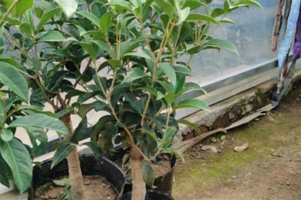 桂花树冒出小芽不长了的原因,可能是缺乏氮肥