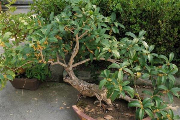 桂花树冒出小芽不长了的原因,可能是缺乏氮肥