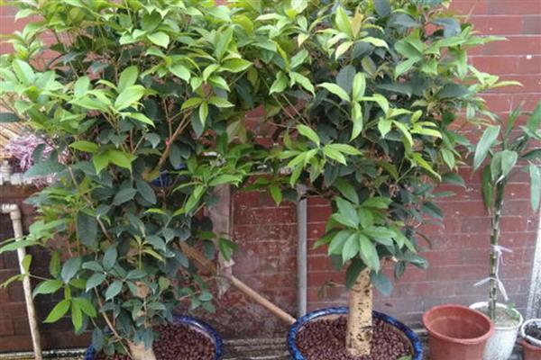 桂花树冒出小芽不长了的原因,可能是缺乏氮肥