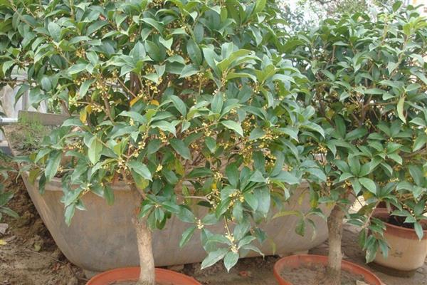 桂花树冒出小芽不长了的原因,可能是缺乏氮肥