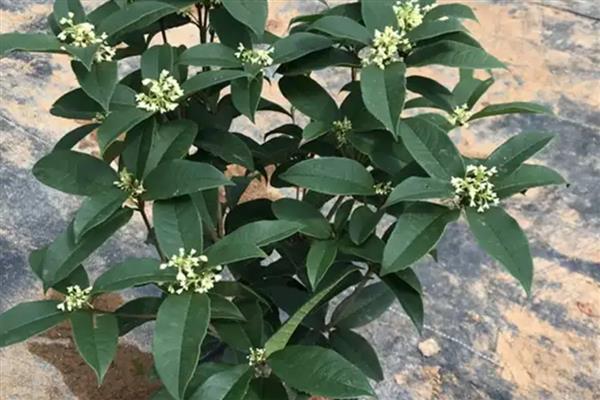 桂花树冒出小芽不长了的原因,可能是缺乏氮肥