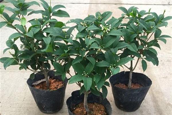 桂花树冒出小芽不长了的原因,可能是缺乏氮肥