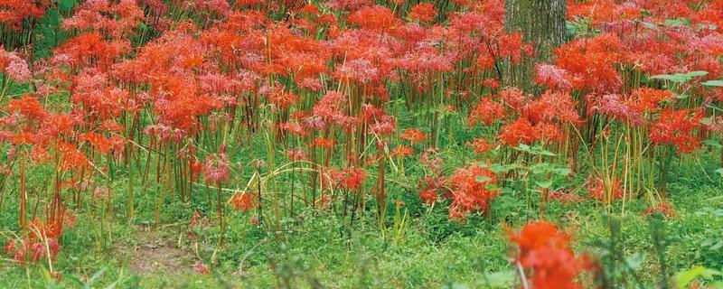 石蒜的花期，花期为每年秋季9月份