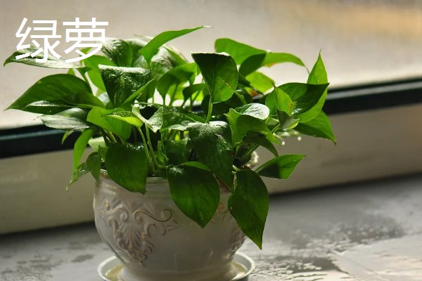 净化空气的室内盆栽有哪些,推荐绿萝、虎皮兰等