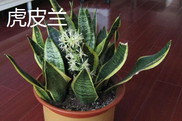 净化空气的室内盆栽有哪些,推荐绿萝、虎皮兰等