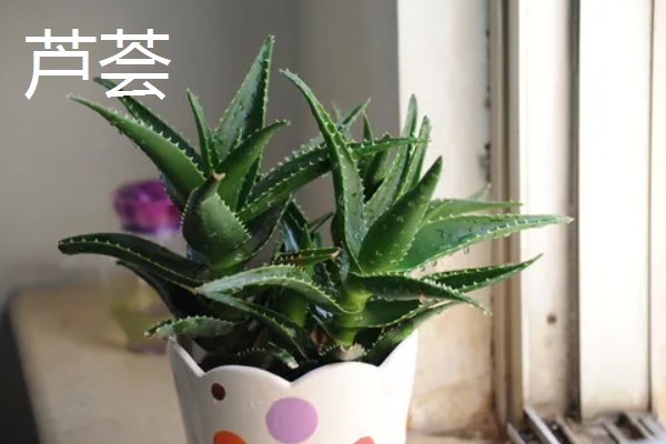 净化空气的室内盆栽有哪些,推荐绿萝、虎皮兰等