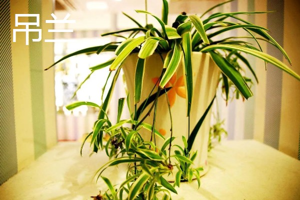 净化空气的室内盆栽有哪些,推荐绿萝、虎皮兰等