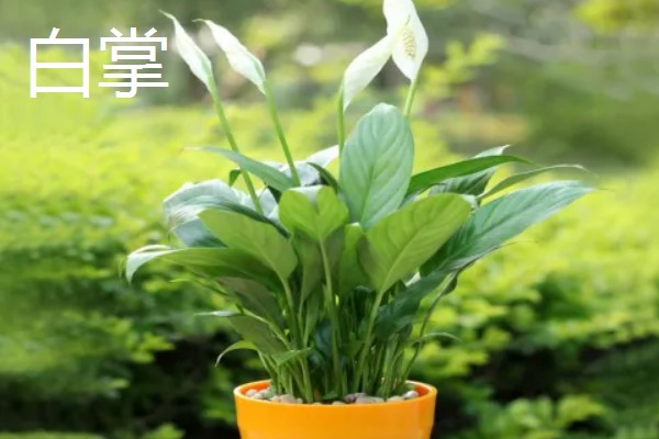 净化空气的室内盆栽有哪些,推荐绿萝、虎皮兰等