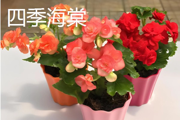 净化空气的室内盆栽有哪些,推荐绿萝、虎皮兰等