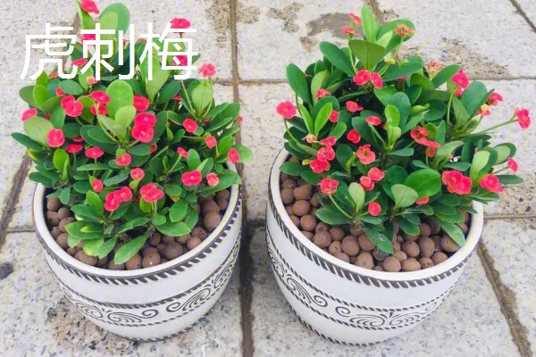 净化空气的室内盆栽有哪些,推荐绿萝、虎皮兰等