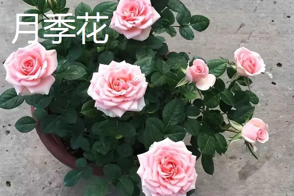 净化空气的室内盆栽有哪些,推荐绿萝、虎皮兰等