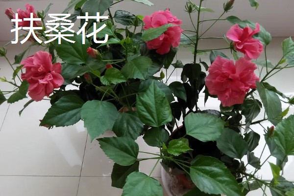 净化空气的室内盆栽有哪些,推荐绿萝、虎皮兰等