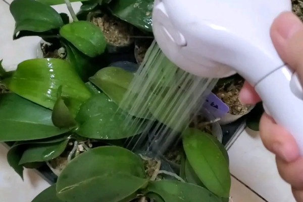 蝴蝶兰的施肥方法，生长旺季要适当增加水肥